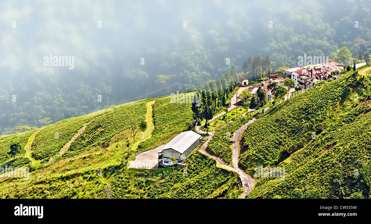 View from Darjeeling city, Queen of Hills, Tea plantation and garden, West Bengal, India, Stock Photo