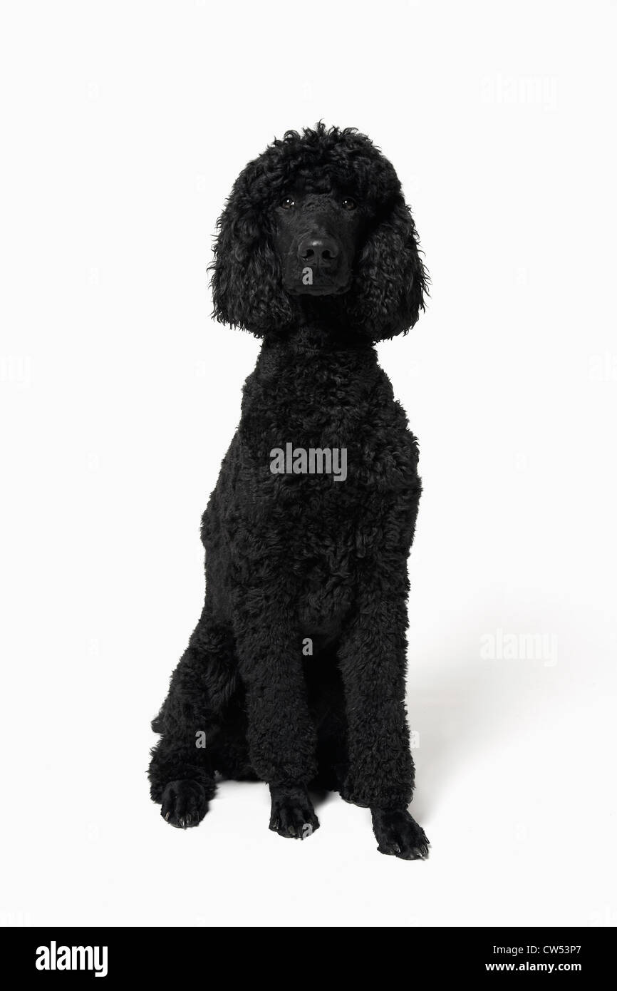 French poodle against a white background Stock Photo Alamy