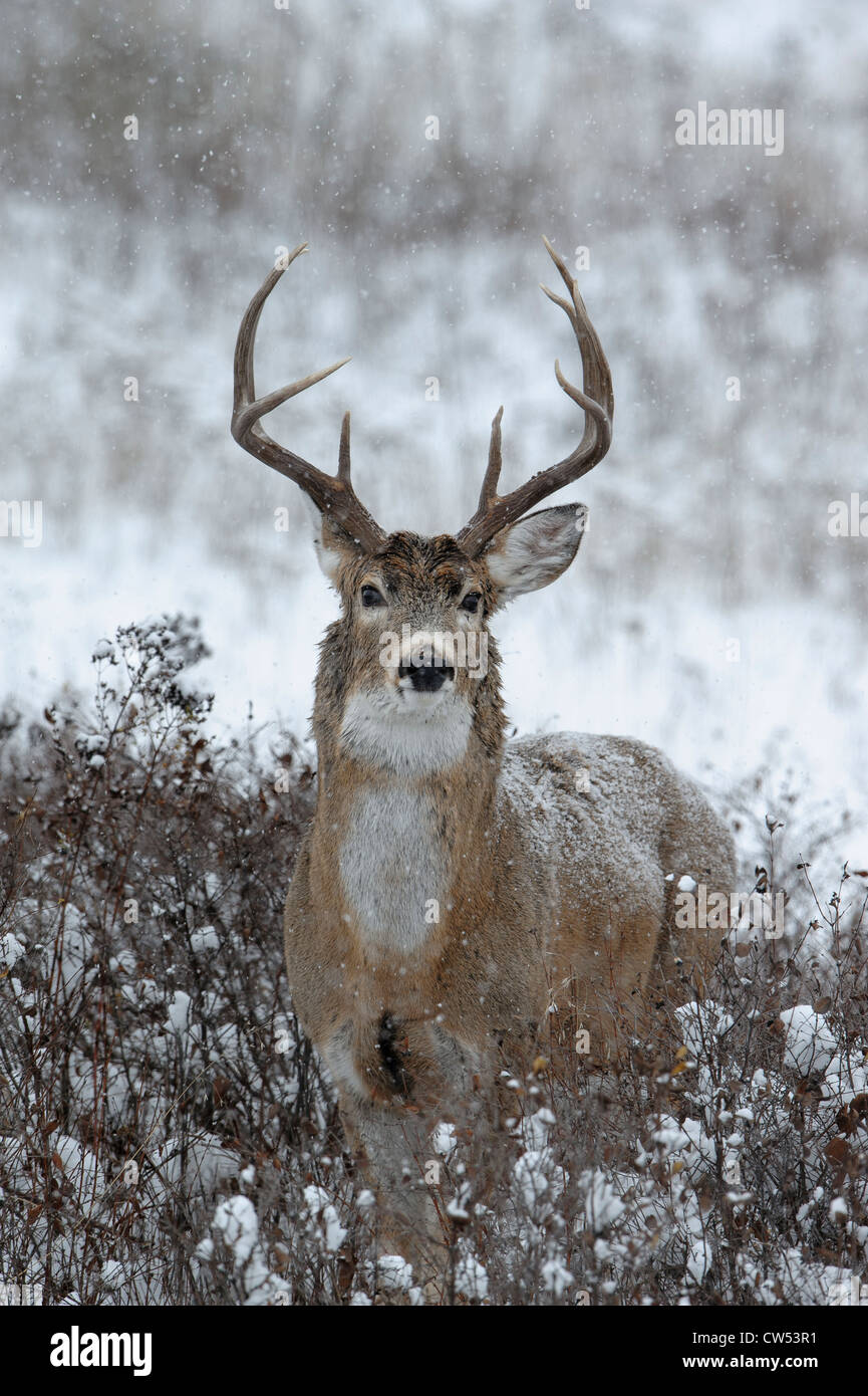 White-tailed Deer Buck, Western Montana Stock Photo