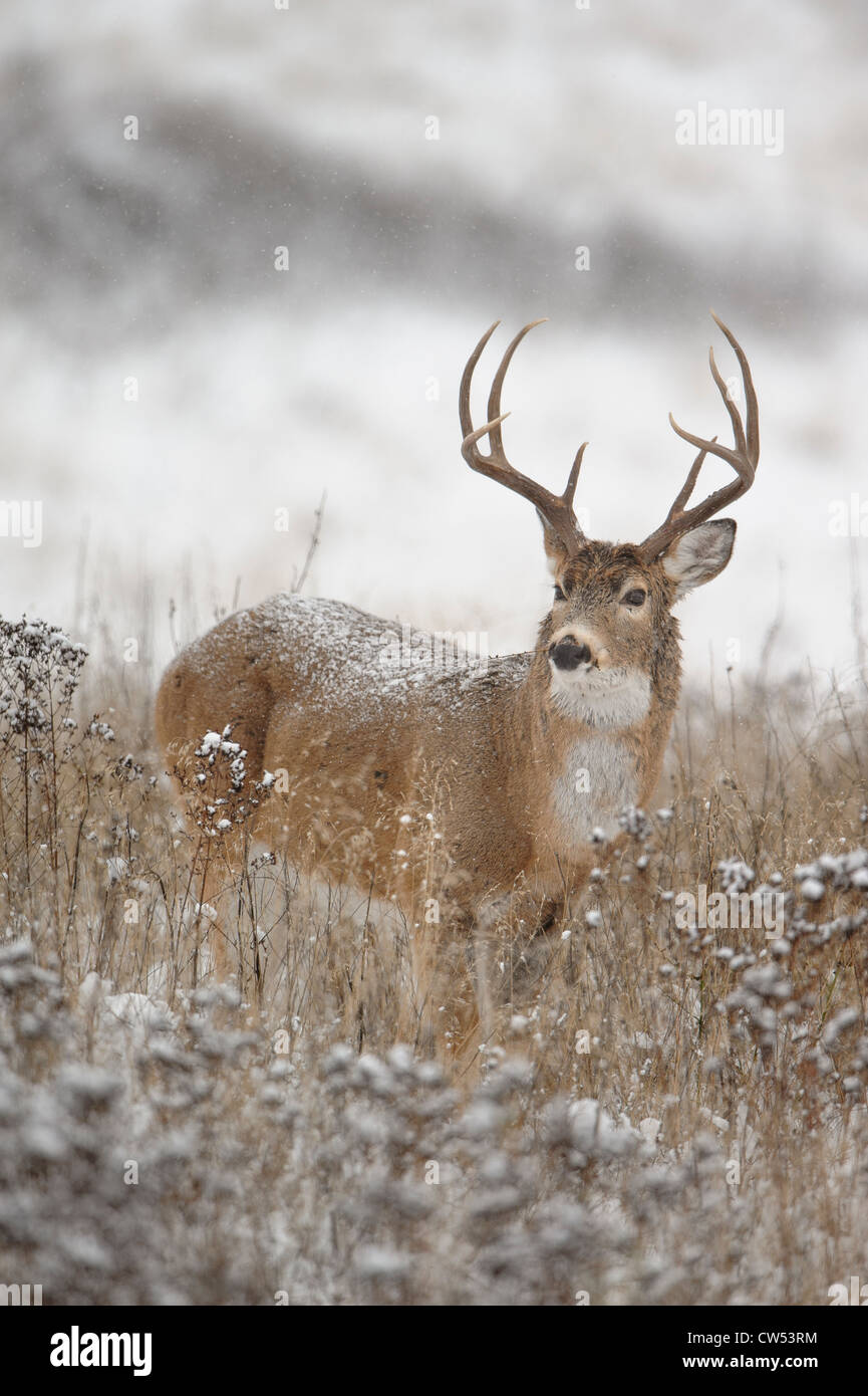 White-tailed Deer Buck - Odocoileus vriginianus - Western Montana Stock Photo