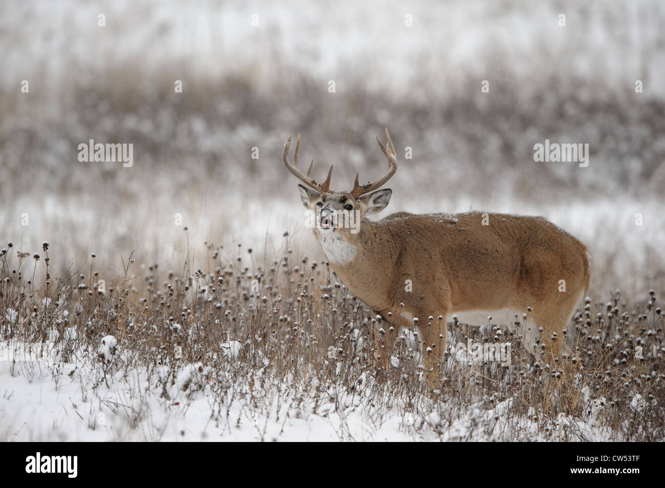 White-tailed Deer Buck in the Rut, Western Montana Stock Photo
