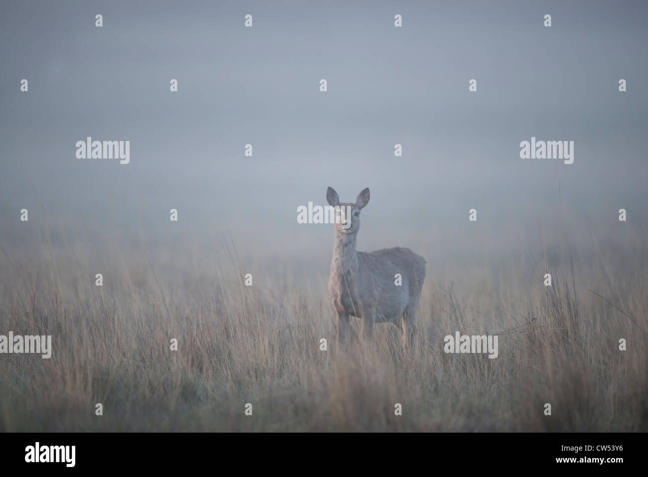A white-tailed deer in morning fog, Lee Metcalf National Wildlife Refuge, Montana Stock Photo