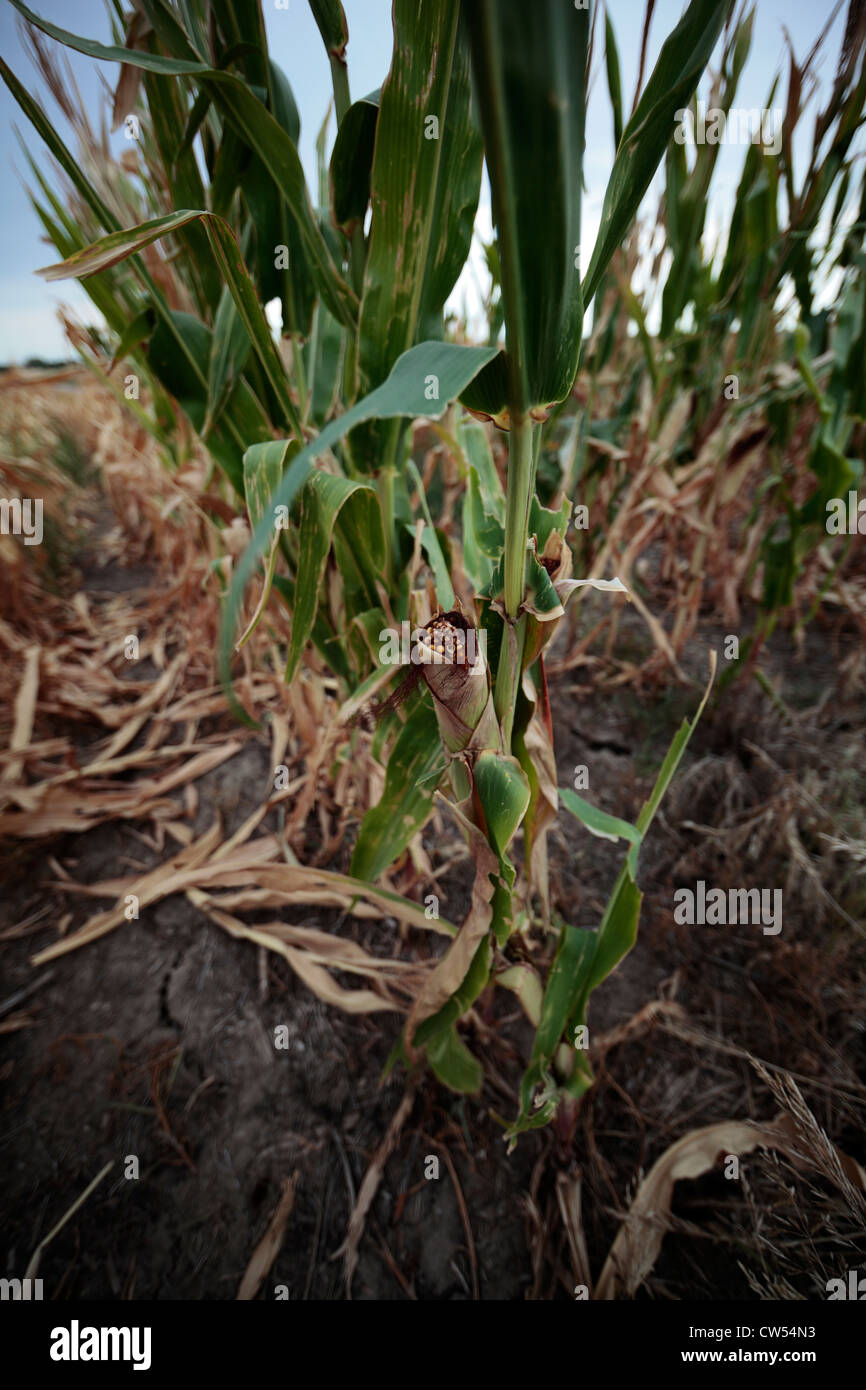 Drying and dying corn plants in drought-stricken field, with cracked soil beneath. Stock Photo