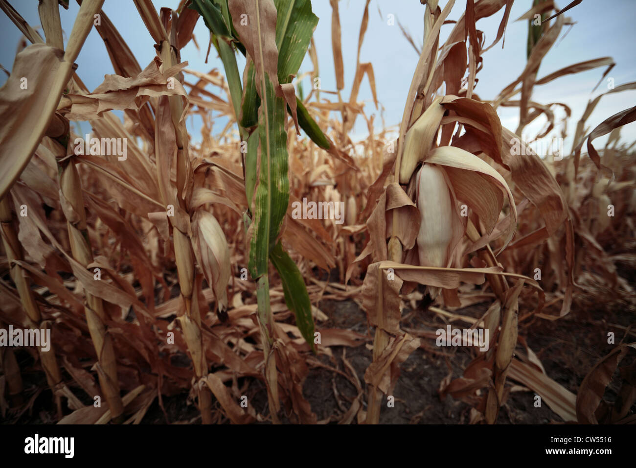 Brown and discolored stalks of drought stricken corn, some with half