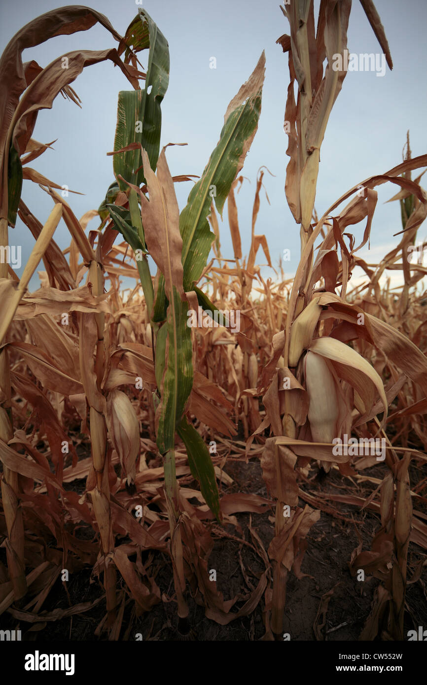 Drought-stricken corn stalks in dry field. Stock Photo