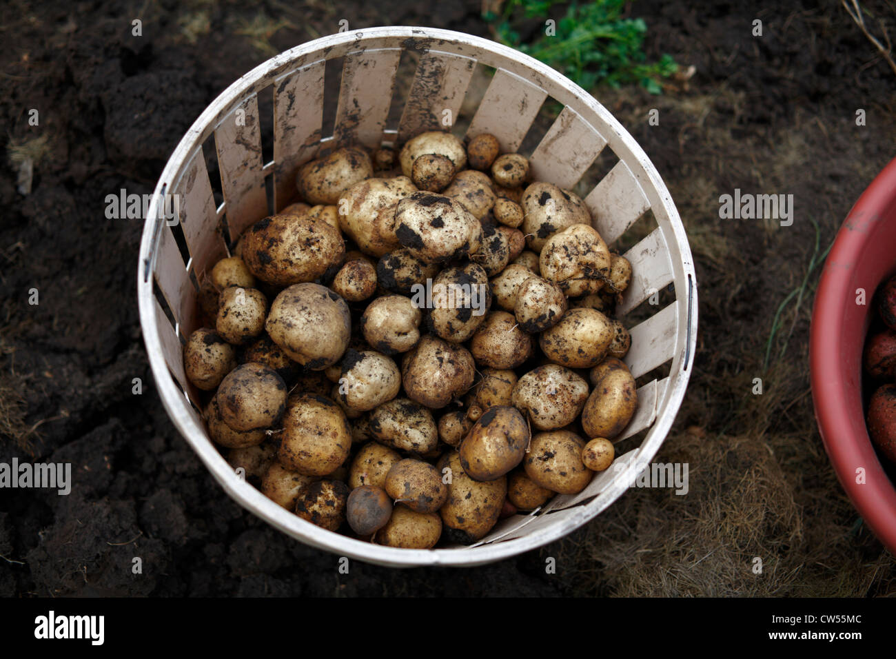 Gold potatoes hires stock photography and images Alamy