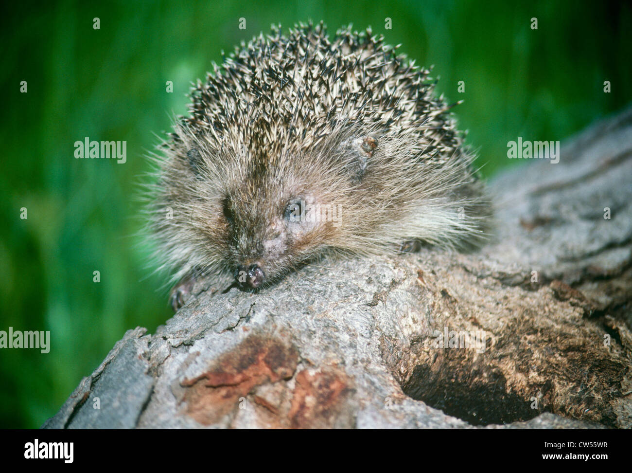 Closeup of European or Common hedgehog Stock Photo Alamy