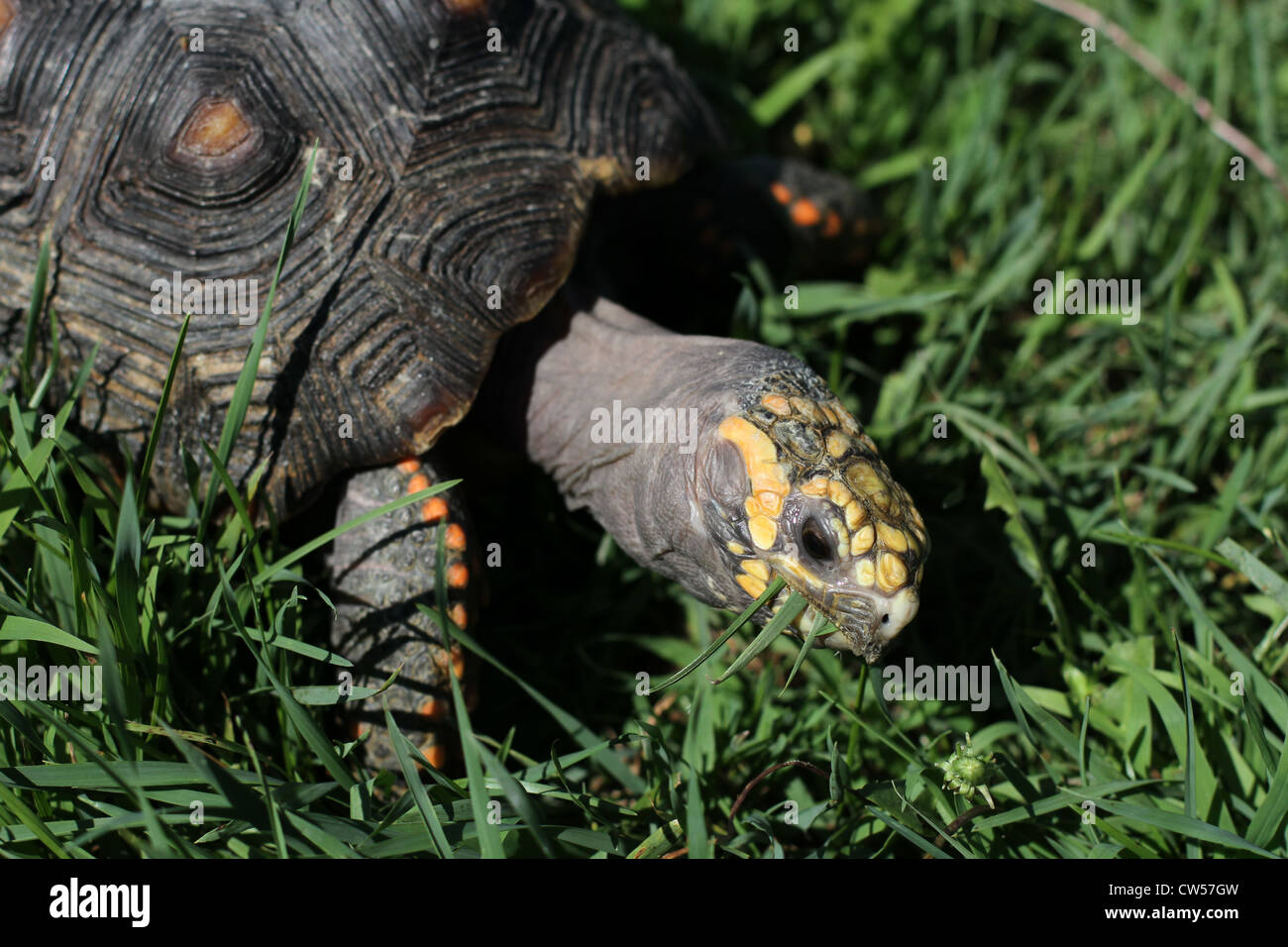 A redfooted tortoise eating grass Stock Photo Alamy