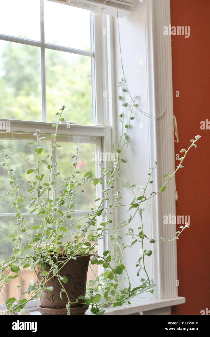 A licorice plant in a window sill Stock Photo Alamy