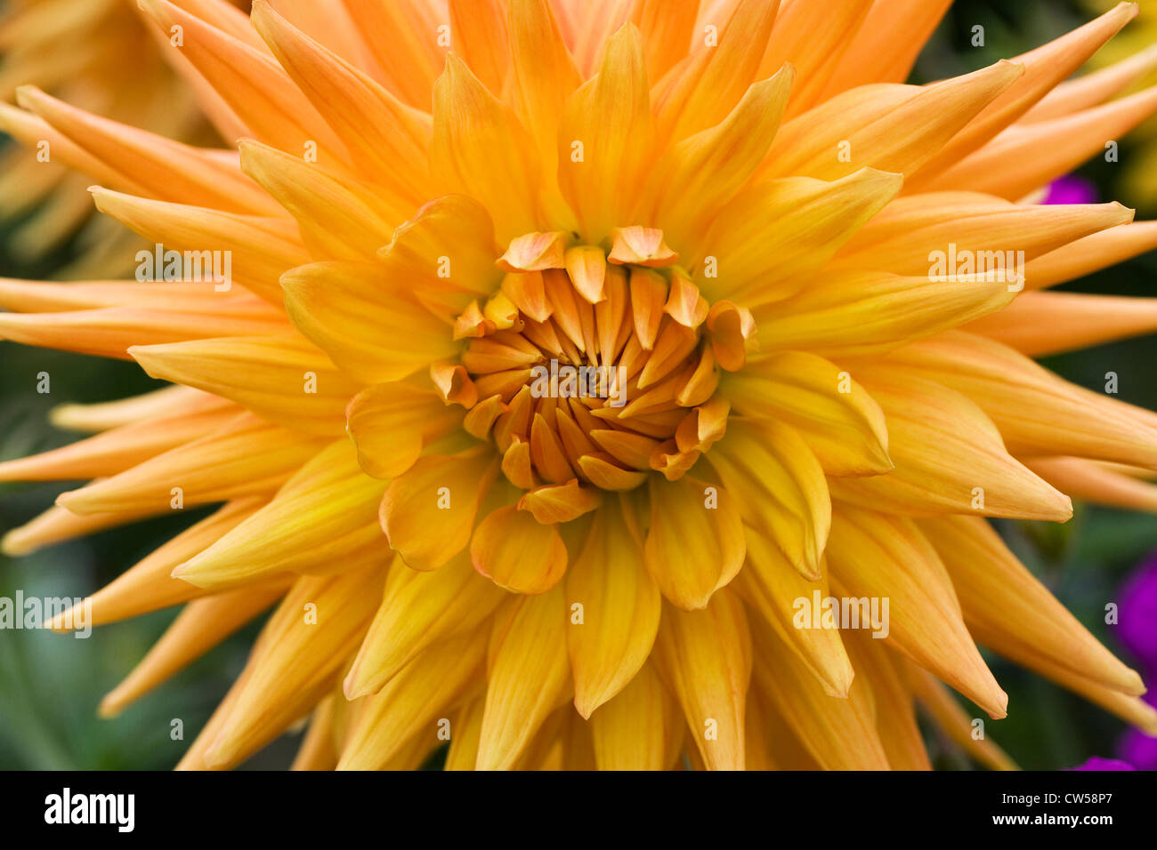 Large orange dahlia growing in an herbaceous border. Stock Photo