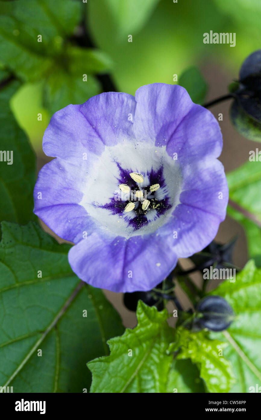 Nicandra physalodes. Shoo-fly plant flower. Stock Photo