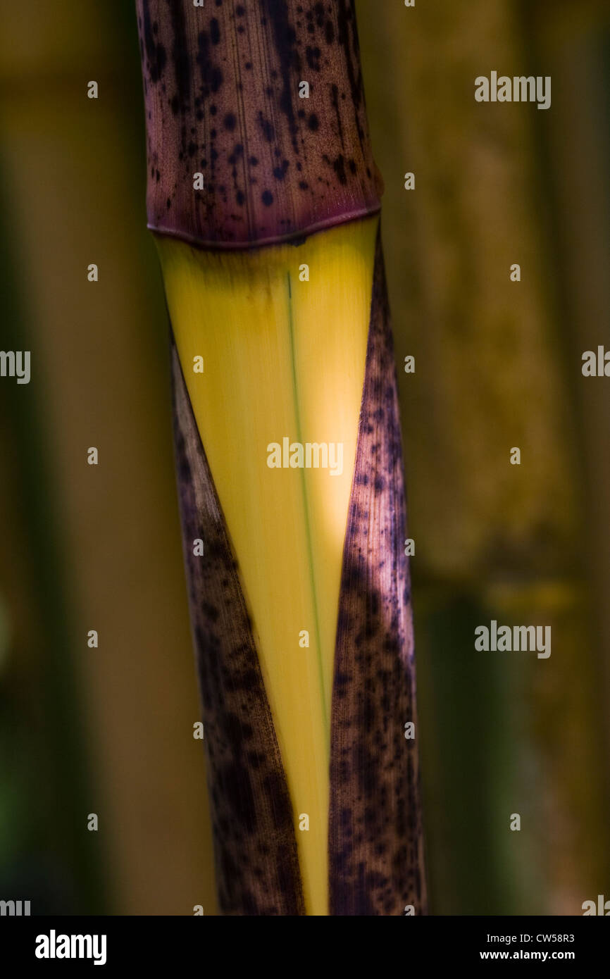 Stem of Phyllostachys bambusoides 'Castillonii'. Stock Photo