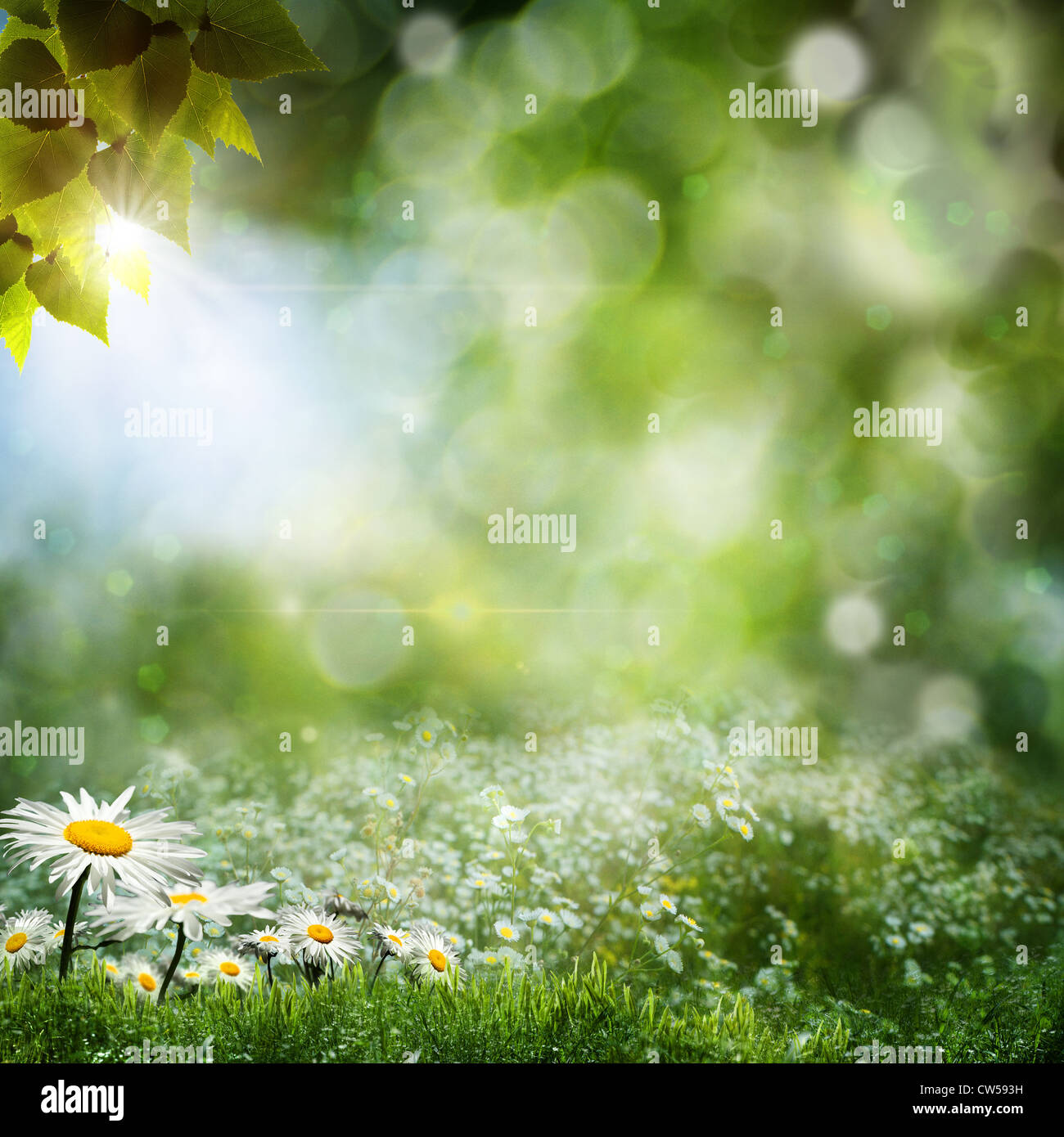 Seasonal natural backgrounds with daisy flowers Stock Photo Alamy