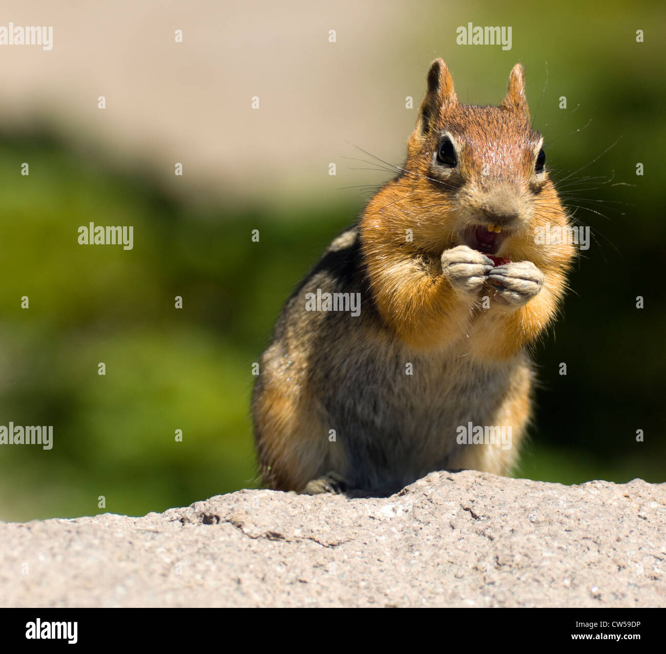 chipmunk teeth chipmunk teeth