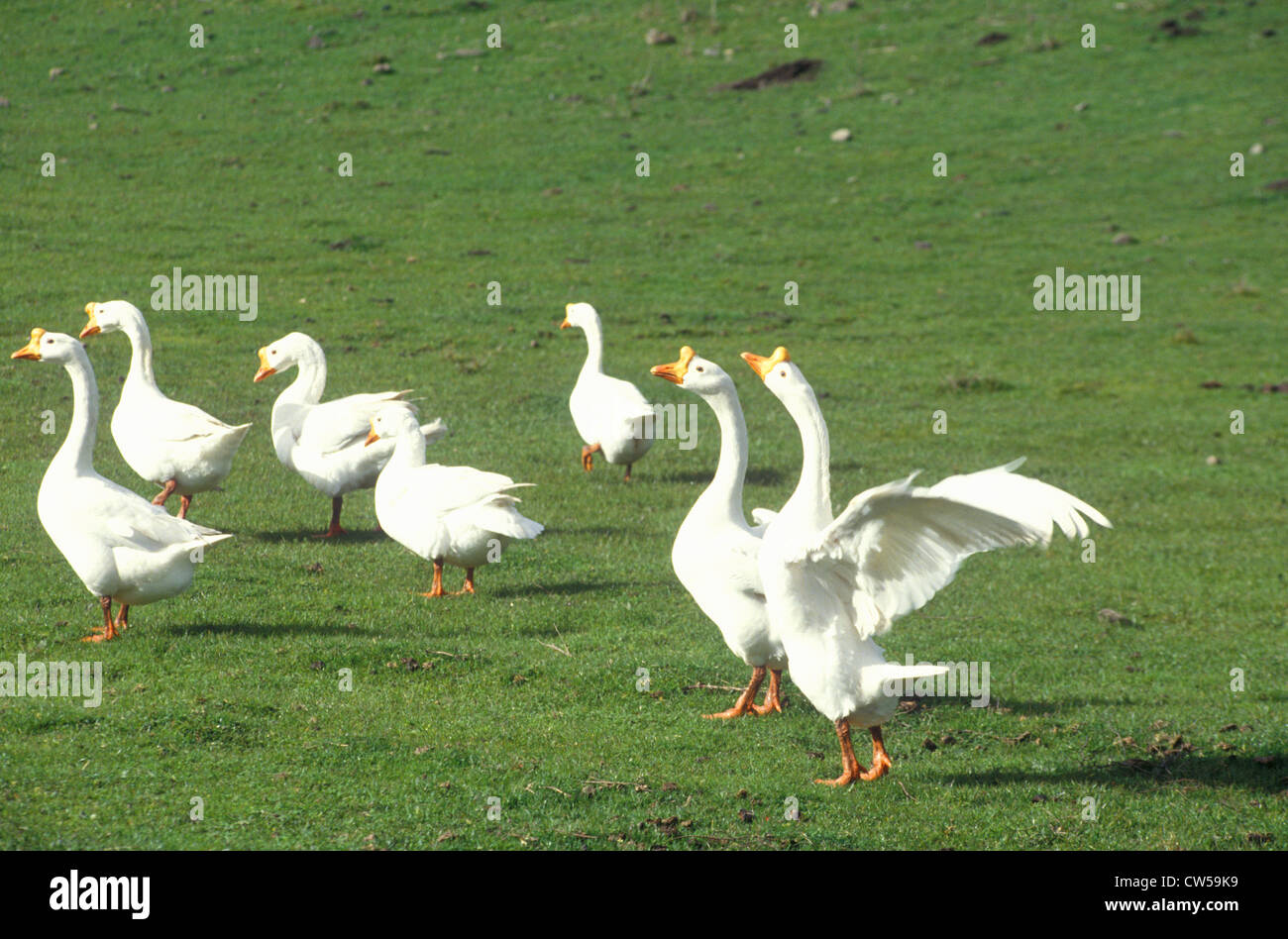 Geese in field, springtime Stock Photo
