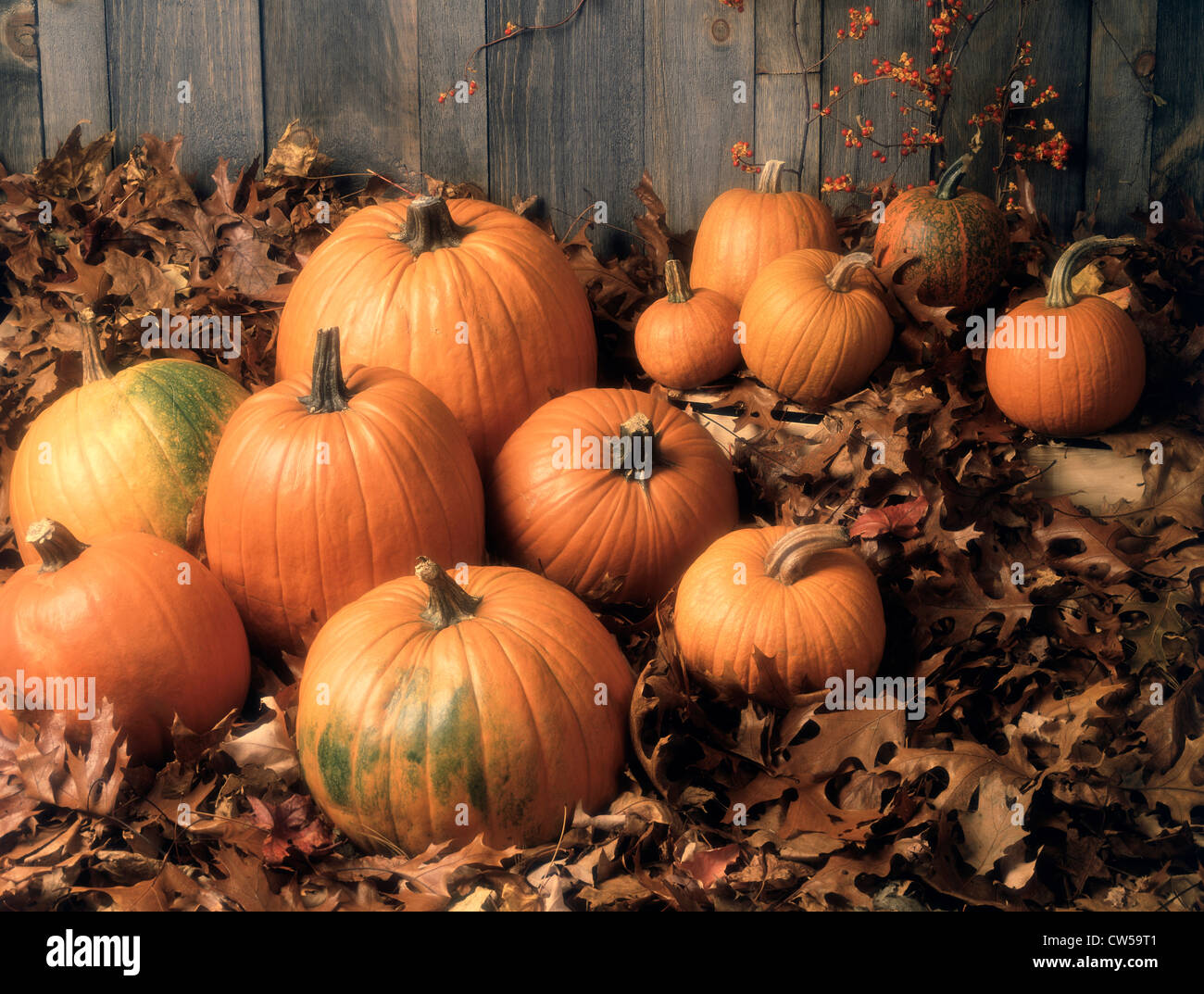 Close-up of pumpkins with fallen leaves Stock Photo - Alamy