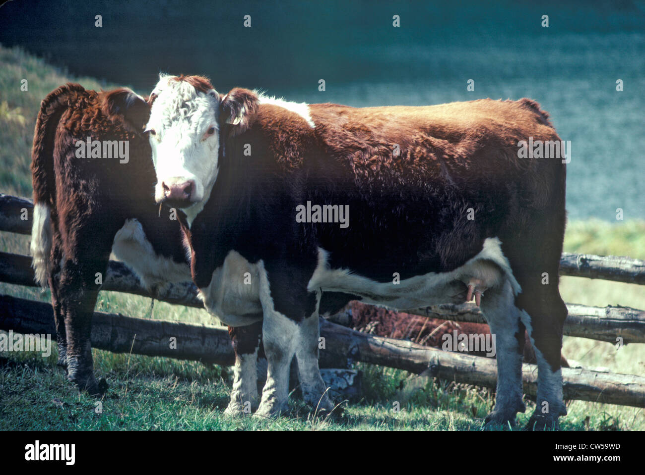 Hereford cow in field Stock Photo - Alamy