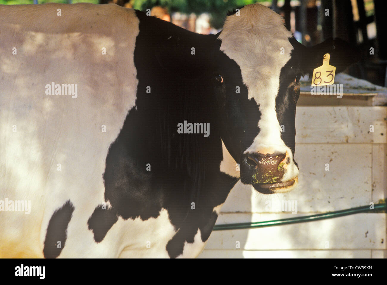 Jersey Milk cow Stock Photo Alamy