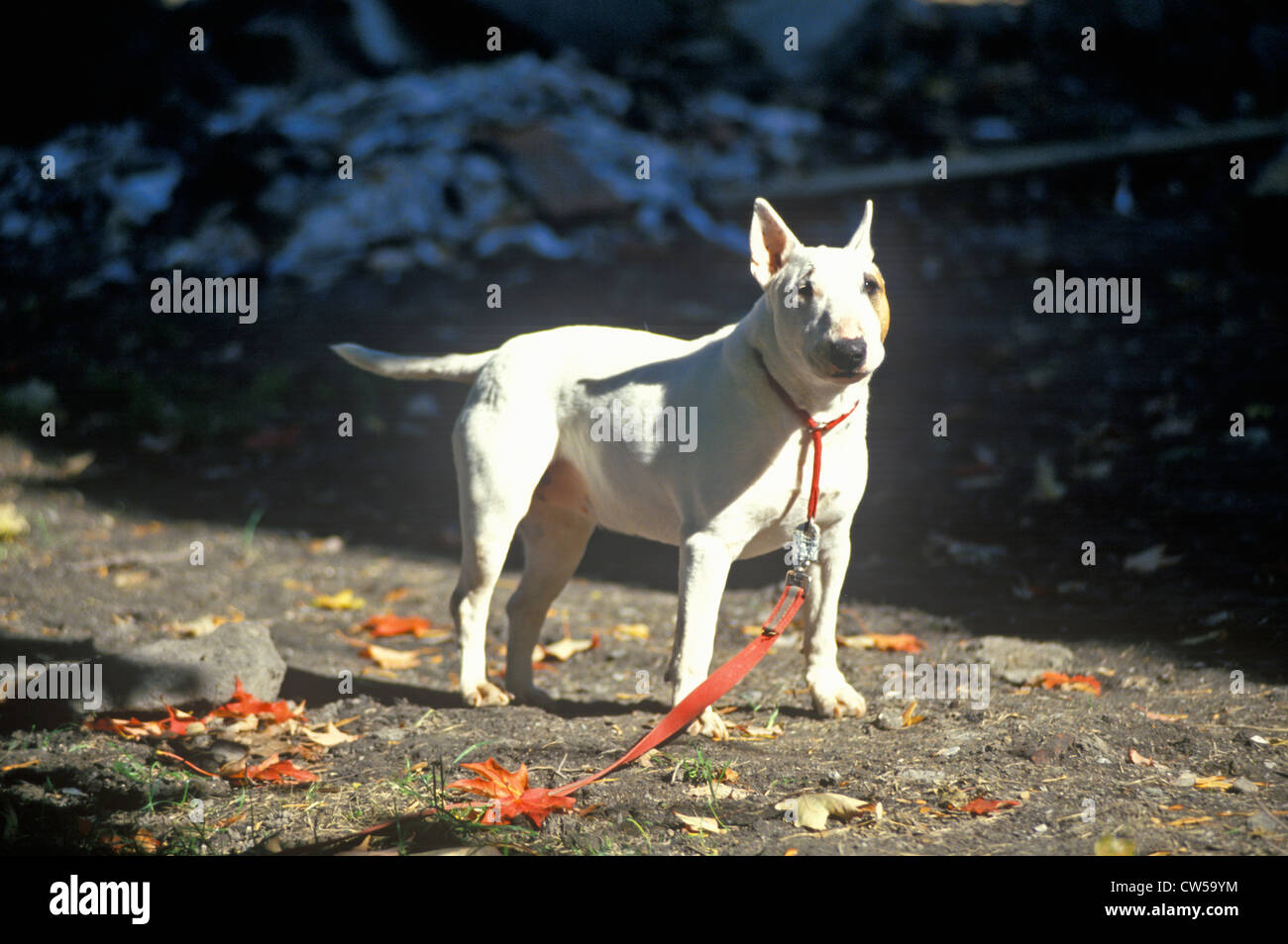 English Bull Terrier on leash Stock Photo Alamy