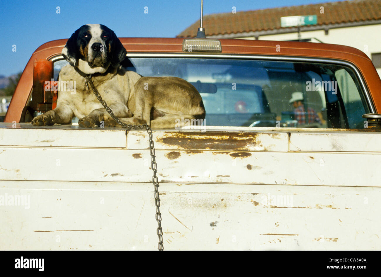 MAN ON BACK OF PICKUP WITH FISHING GEAR HOLDING DOG Stock Photo - Alamy