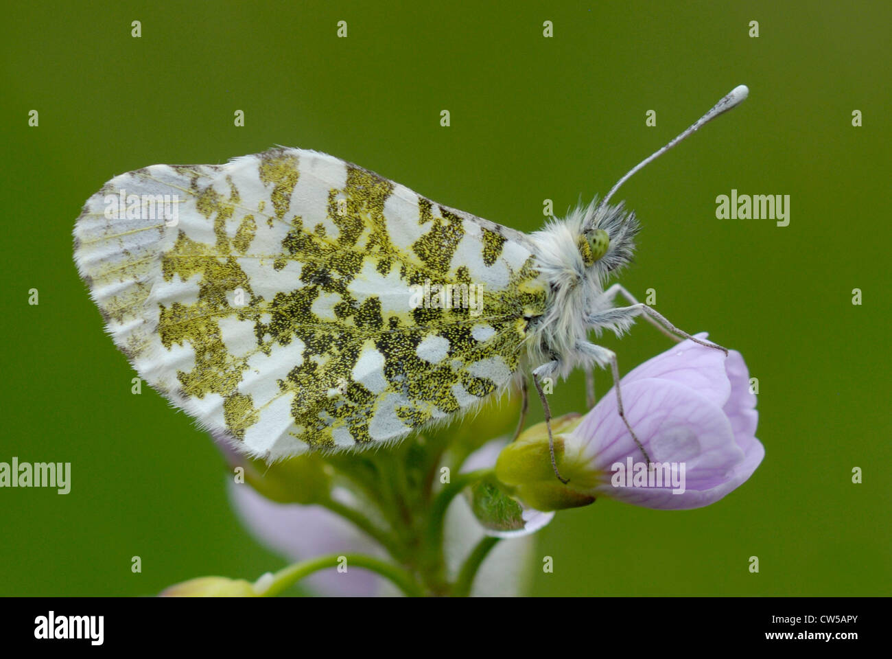 Female Orange-tip butterfly (Anthocharis cardamines) resting on  Lady's Smock Stock Photo