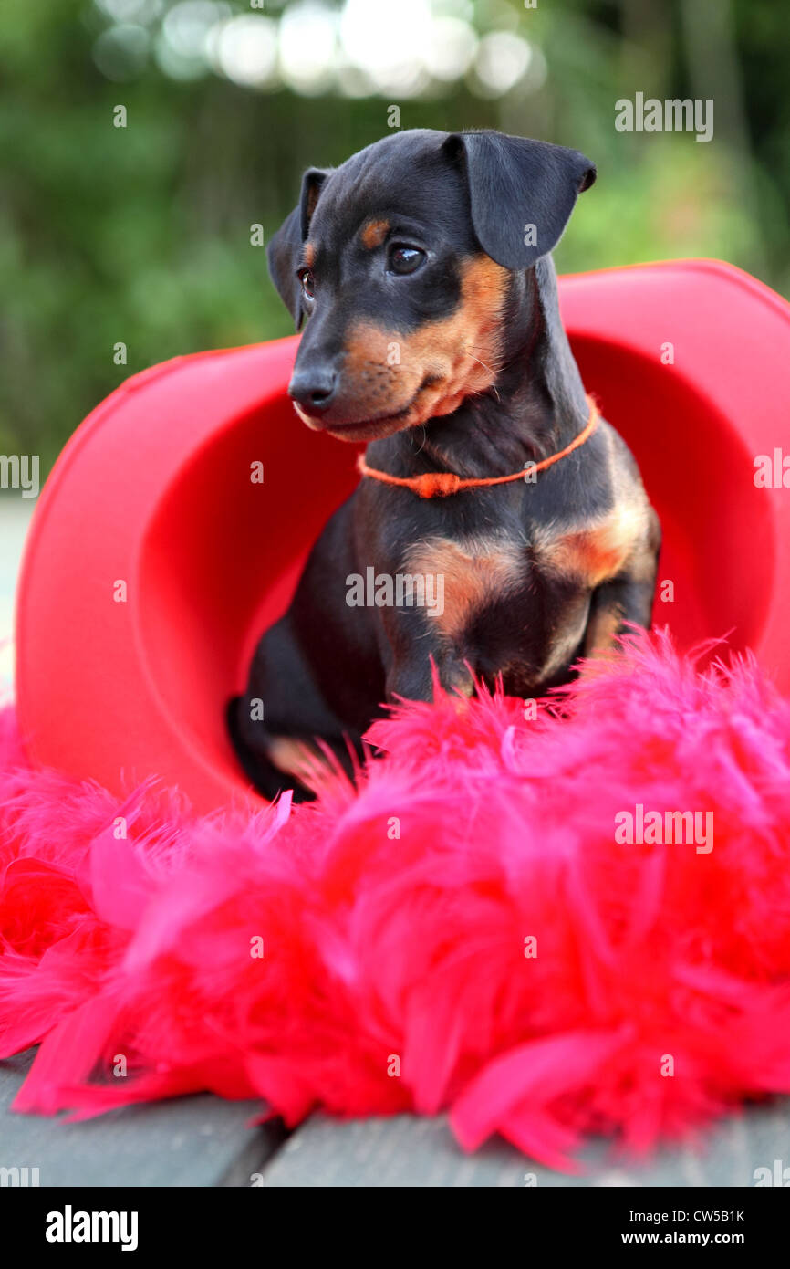 The Miniature Pinscher puppy, 1,5 months old Stock Photo