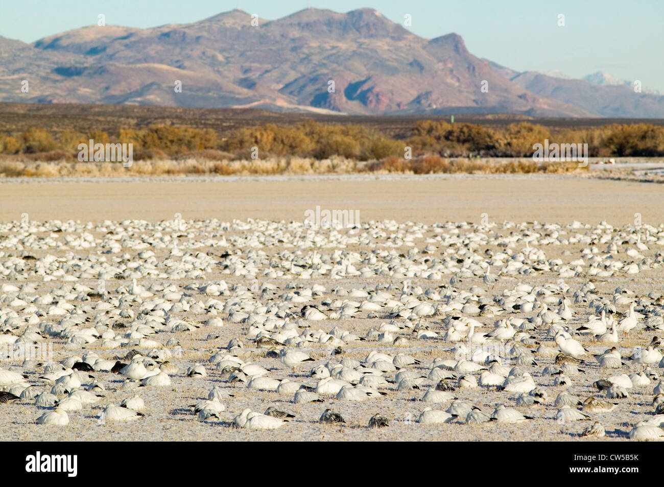 Bosque del apache hi-res stock photography and images - Alamy