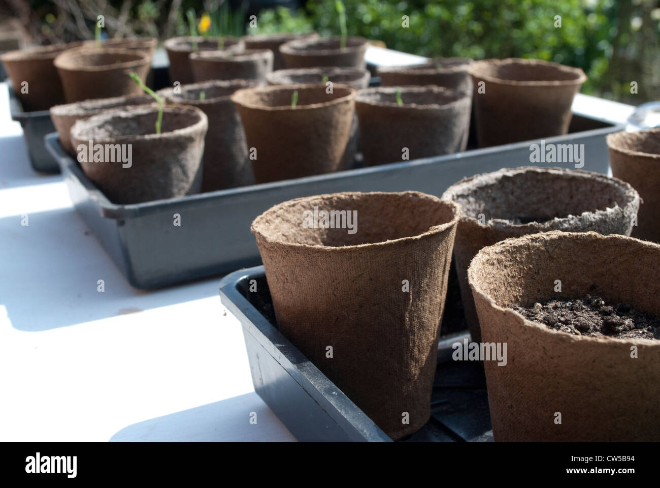 Seedlings in peat pots in trays on bench Stock Photo - Alamy