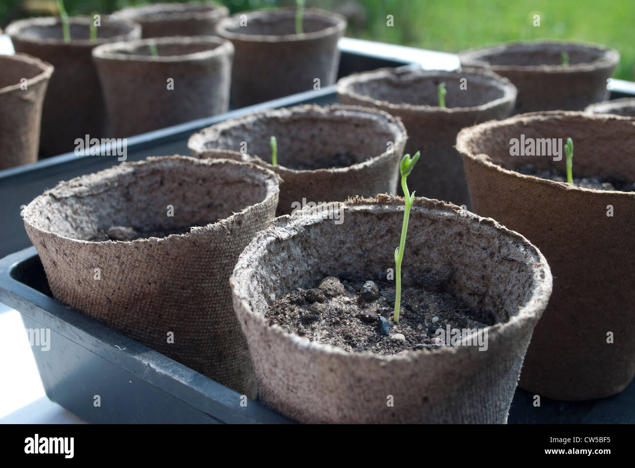 Seedlings in peat pots in trays on bench Stock Photo - Alamy