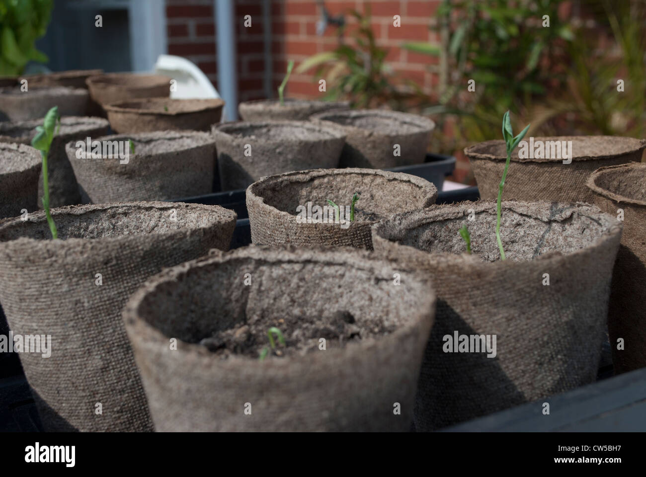 Seedlings in peat pots in trays on bench Stock Photo - Alamy