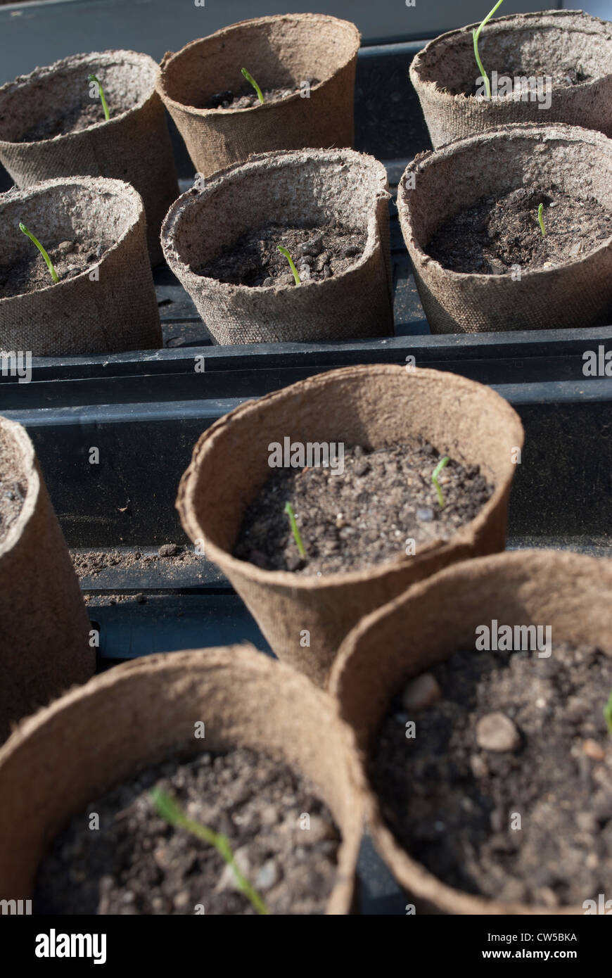 Seedlings in peat pots in trays on bench Stock Photo - Alamy