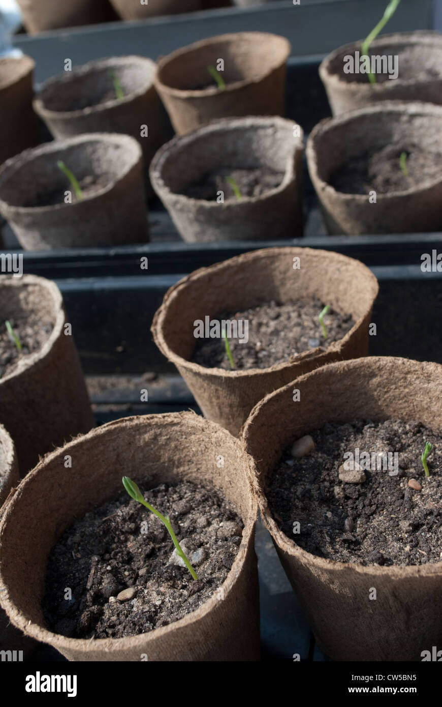Seedlings in peat pots in trays on bench Stock Photo - Alamy