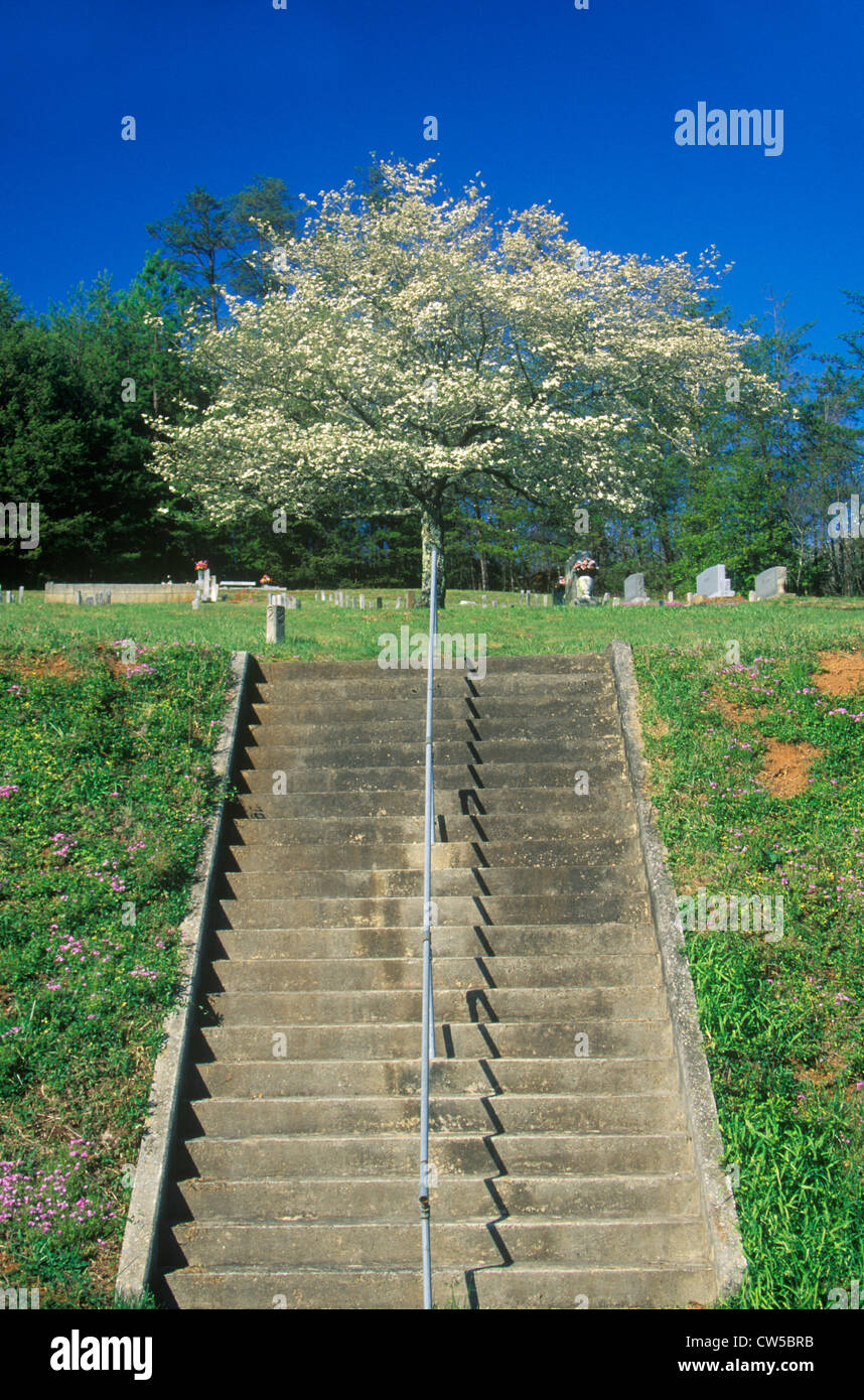 Dogwood in bloom at top of stairs, Cemetery, NC state line Stock Photo