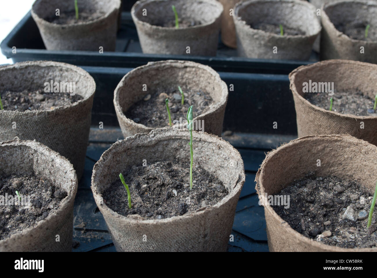 Seedlings in peat pots in trays on bench Stock Photo - Alamy
