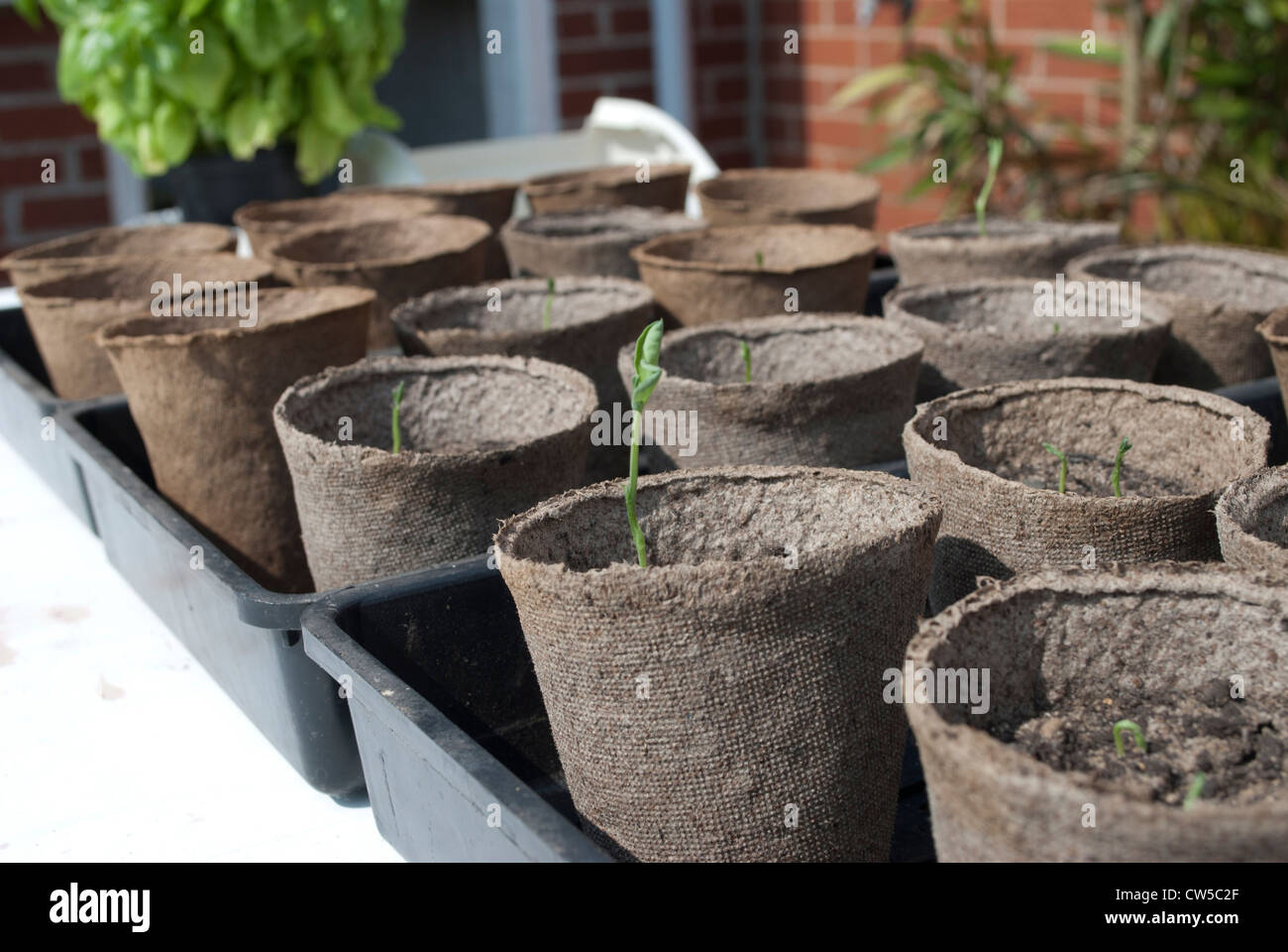 Seedlings in peat pots in trays on bench Stock Photo - Alamy