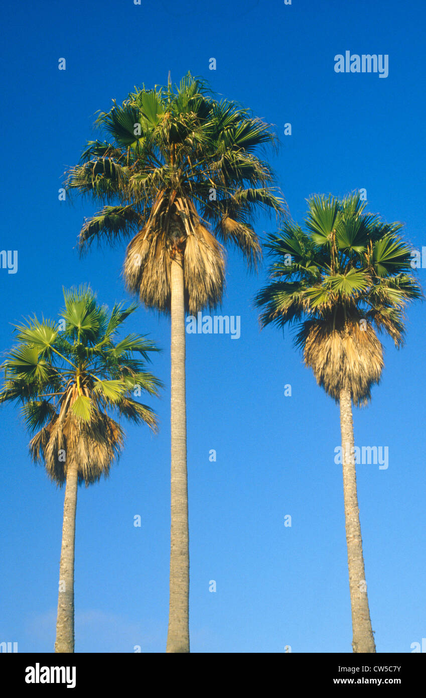Palm trees, Los Angeles, CA Stock Photo Alamy