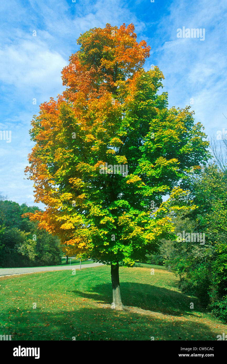 Changing leaves hi-res stock photography and images - Alamy