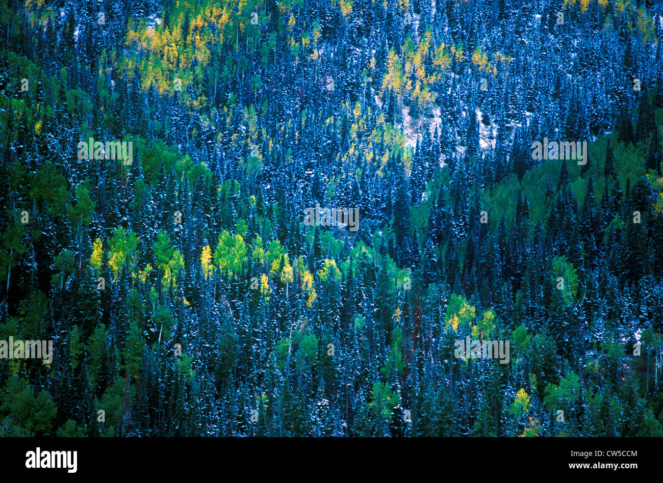 Aerial view of San Juan National Forest, Autumn, CO Stock Photo - Alamy