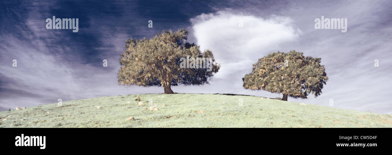 Digitally altered, high contrast image of two oak trees in a green ...
