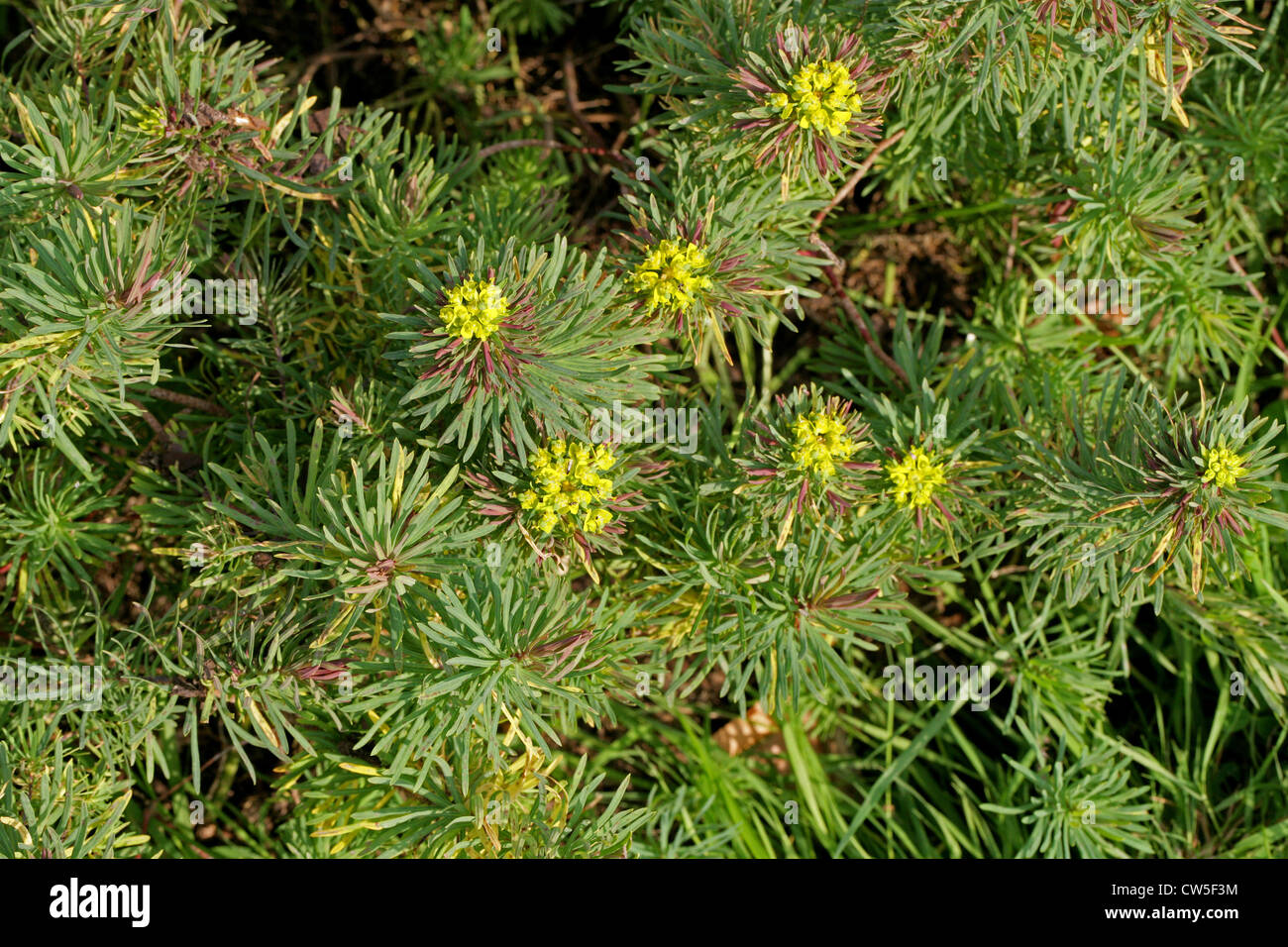 Bonapartes Crown, Cypress Spurge, Graveyard Moss, Euphorbia cyparissias 'Fens Ruby', Euphorbiaceae. Europe to NW. Turkey. Stock Photo