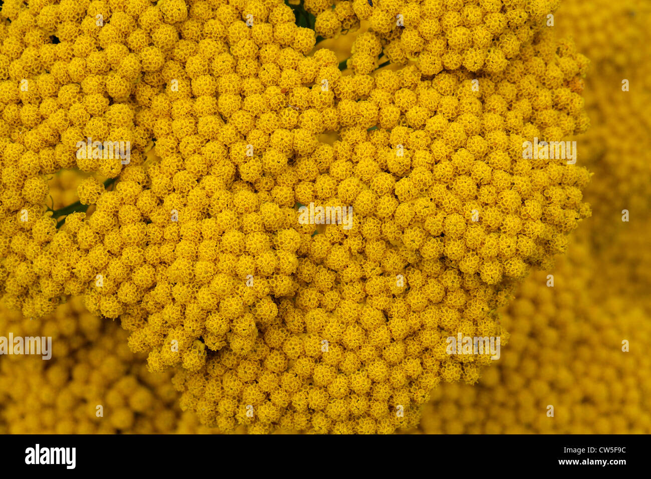 Fernleaf Yarrow, Achillea filipendulina, Asteraceae, West Asia. Stock Photo