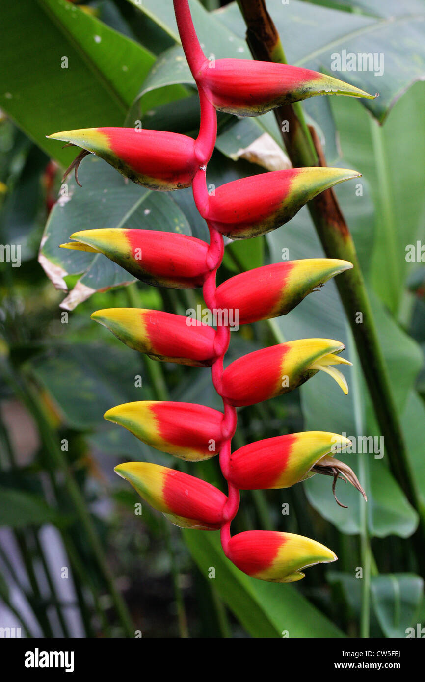 Crab Claws, Hanging Lobster Claw, Lobster Claw, Parrot's Beak, Pendant Heliconia, Heliconia rostrata, Heliconiaceae. Stock Photo