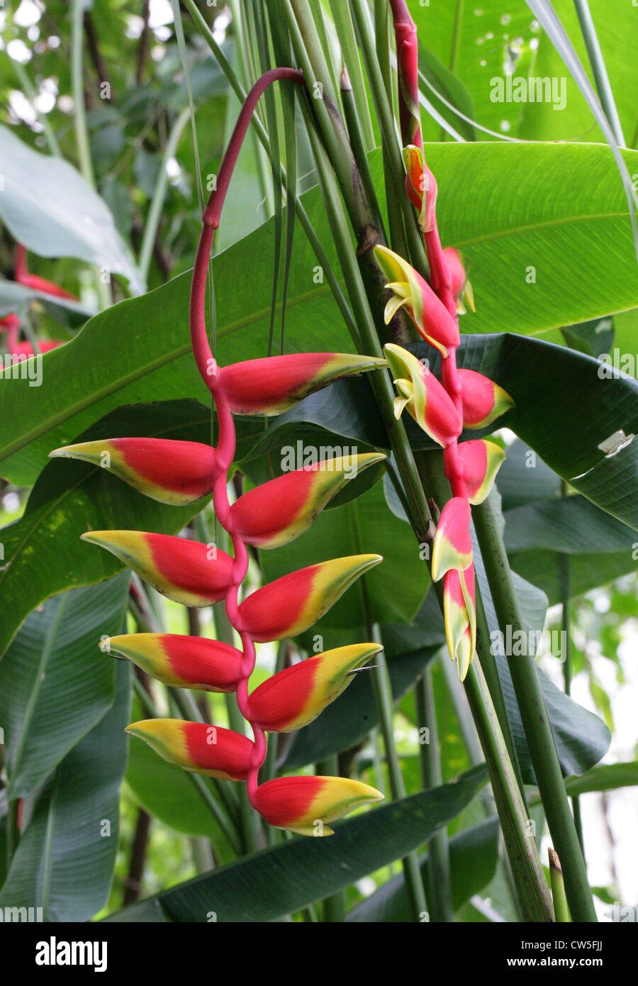 Crab Claws, Hanging Lobster Claw, Lobster Claw, Parrot's Beak, Pendant Heliconia, Heliconia rostrata, Heliconiaceae. Stock Photo