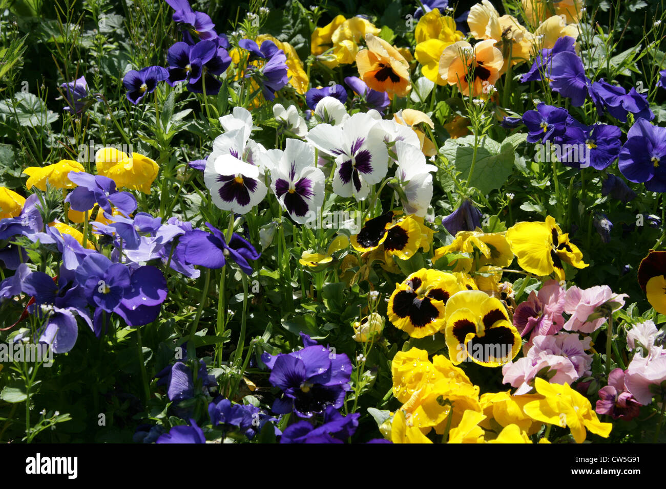 Garden Pansies, Viola × wittrockiana, Violaceae. Stock Photo