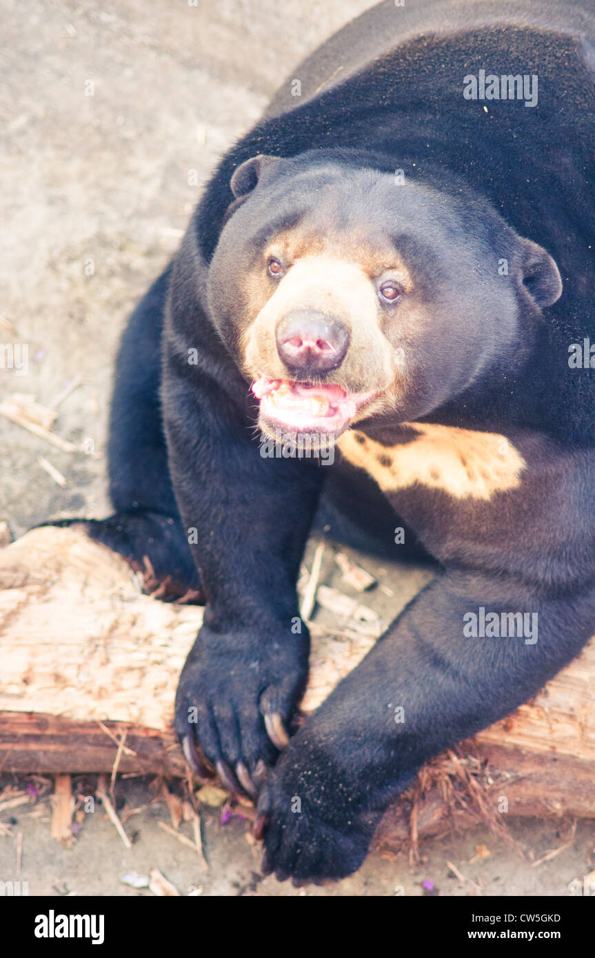 malayan sun bear in zoo, photo is taken at indonesia Stock Photo - Alamy