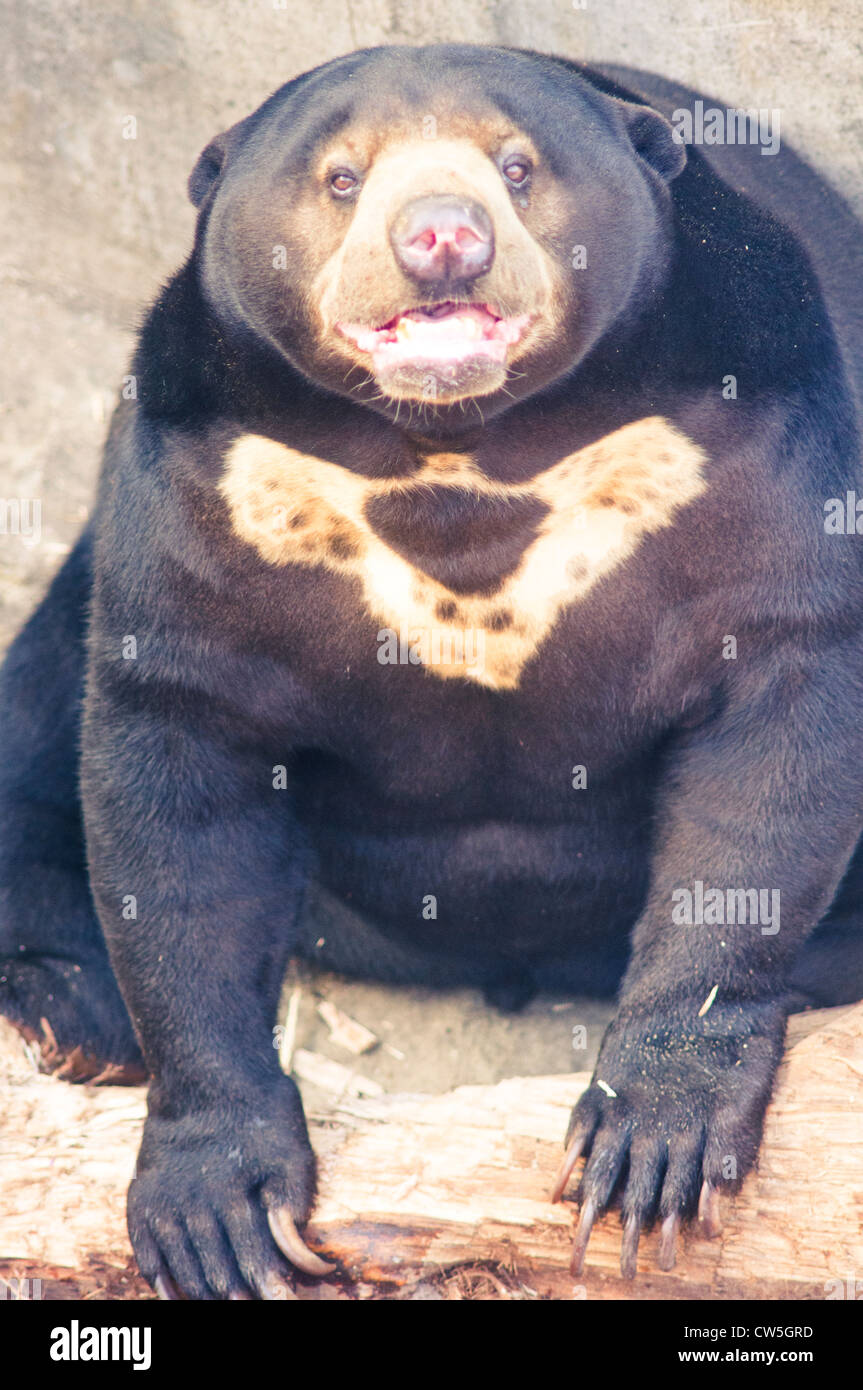 malayan sun bear in zoo, photo is taken at indonesia. Stock Photo