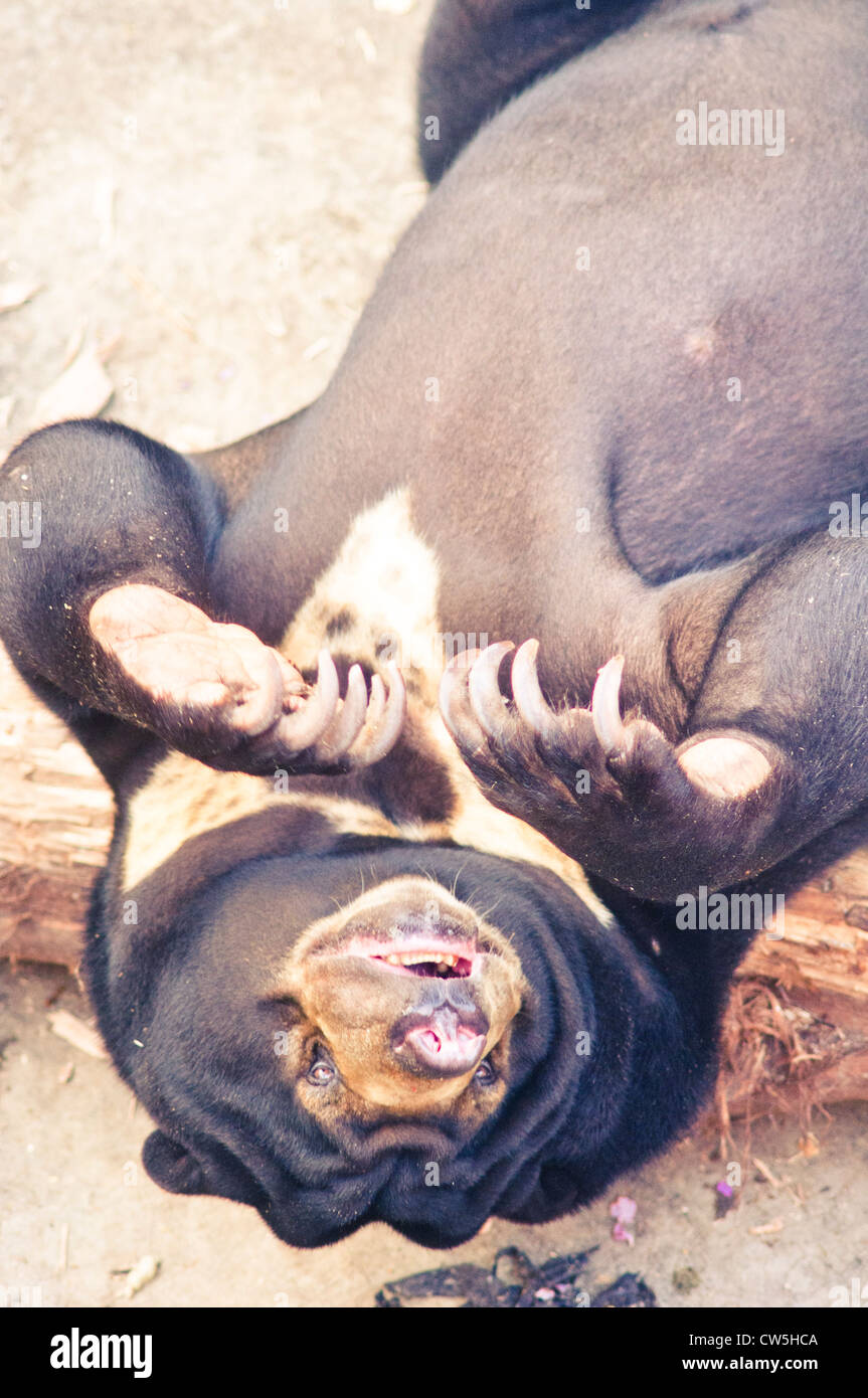 malayan sun bear in zoo, photo is taken at indonesia. Stock Photo