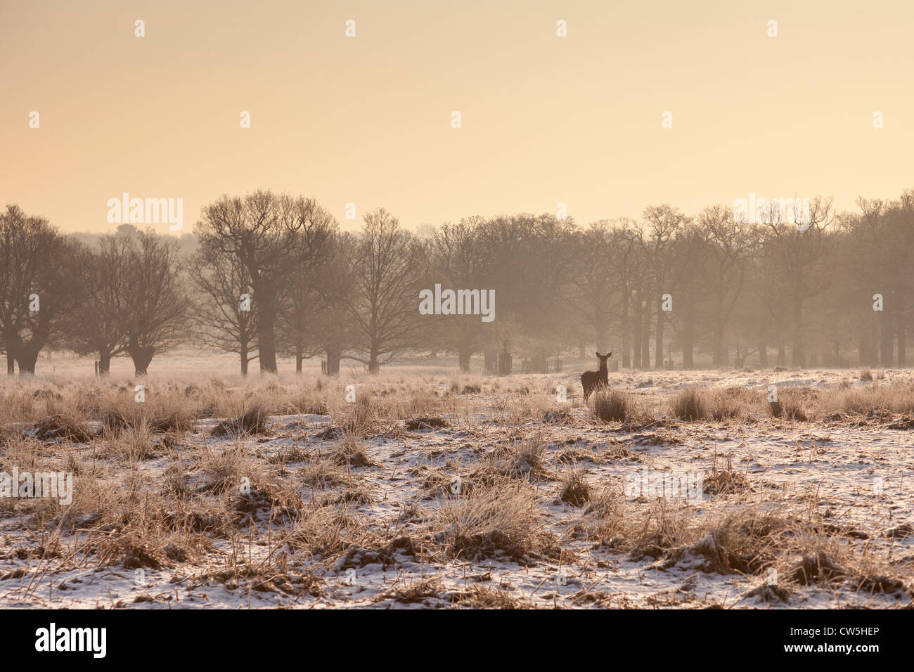 Fallow Deer  in Richmond Park on frosty winter morning. Stock Photo