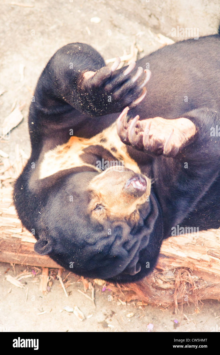 malayan sun bear in zoo, photo is taken at indonesia. Stock Photo
