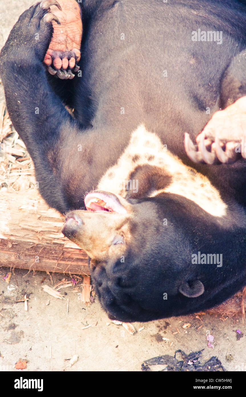 malayan sun bear in zoo, photo is taken at indonesia. Stock Photo
